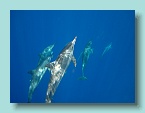 Dolphins_11